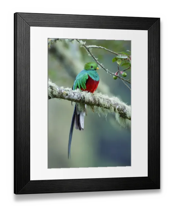 Framed Print : Resplendent Quetzal Framed Print : Resplendent Quetzal