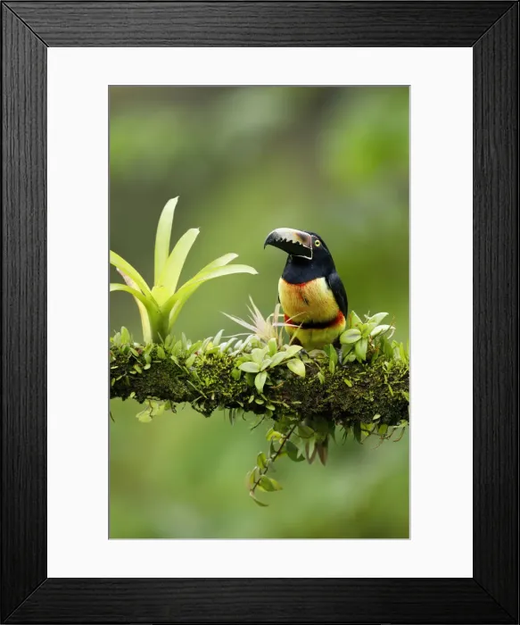 Framed Print : Collared Aracari Framed Print : Collared Aracari