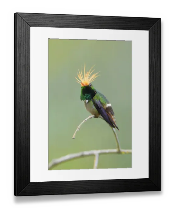 Framed Print : Rufous-crested Coquette (Lophornis delattrei) Framed Print : Rufous-crested Coquette (Lophornis delattrei)