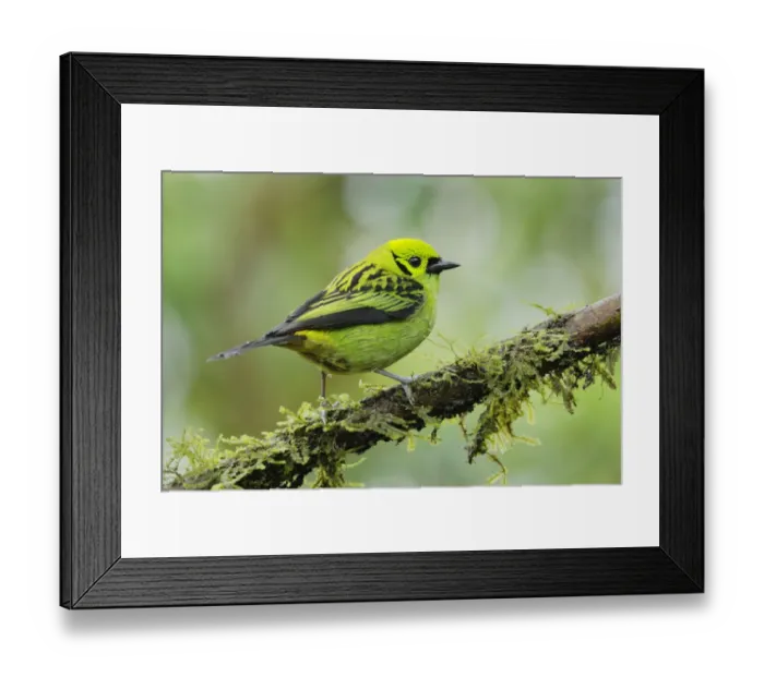 Framed Print : Emerald Tanager