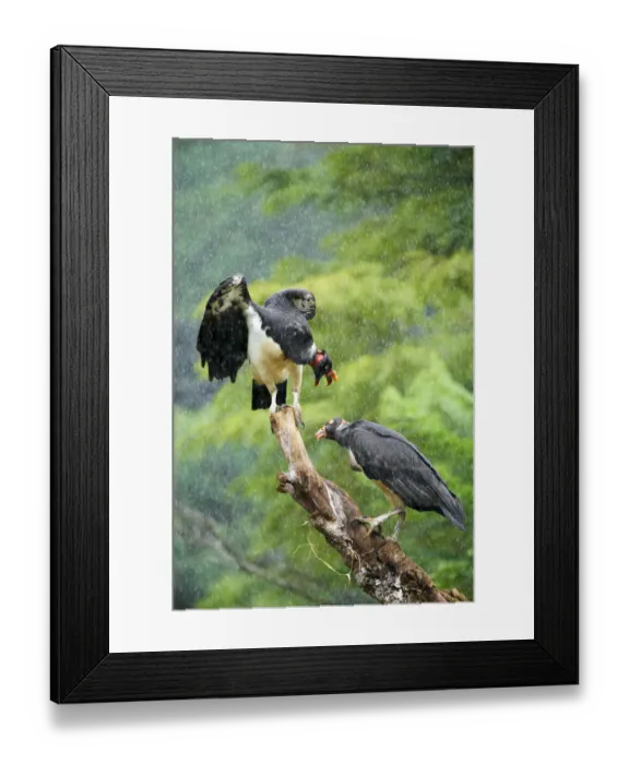 Framed Print : King Vulture