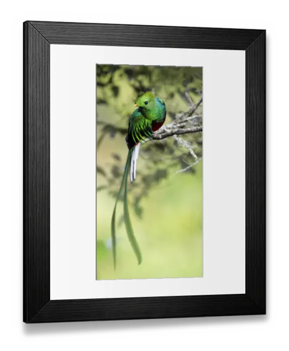 Framed Print : Resplendent Quetzal Framed Print : Resplendent Quetzal