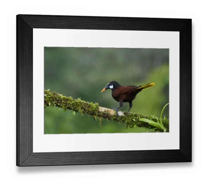Framed Print : Montezuma Oropendola (Psarocolius montezuma) Framed Print : Montezuma Oropendola (Psarocolius montezuma)