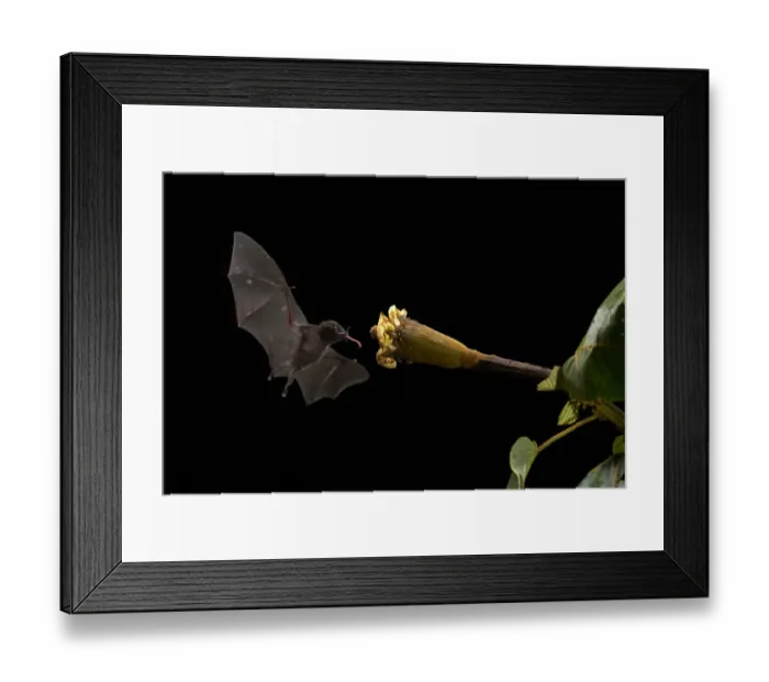 Framed Print : Pallass long-tongued bat Framed Print : Pallass long-tongued bat