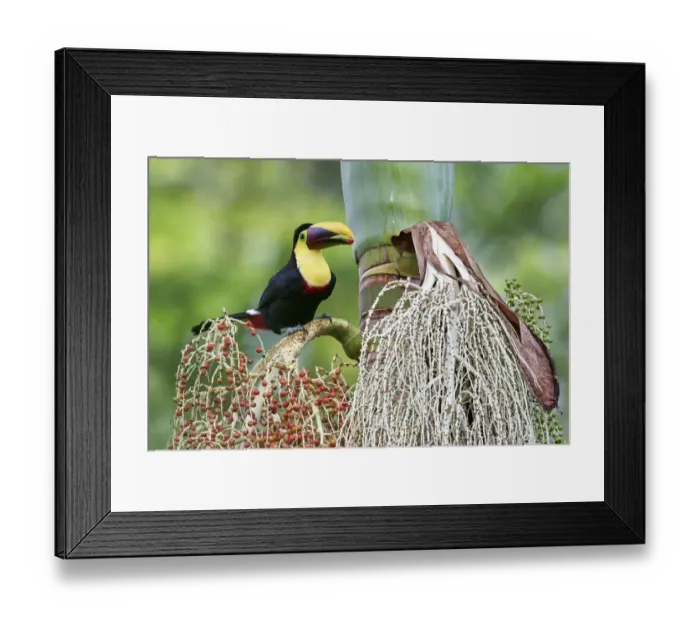 Framed Print : Yellow-throated Toucan Framed Print : Yellow-throated Toucan