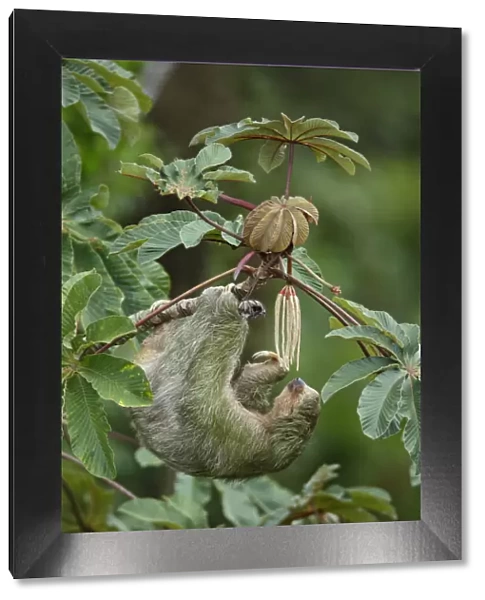 Three-toed Sloth (Bradypus variegatus) on cecropia tree