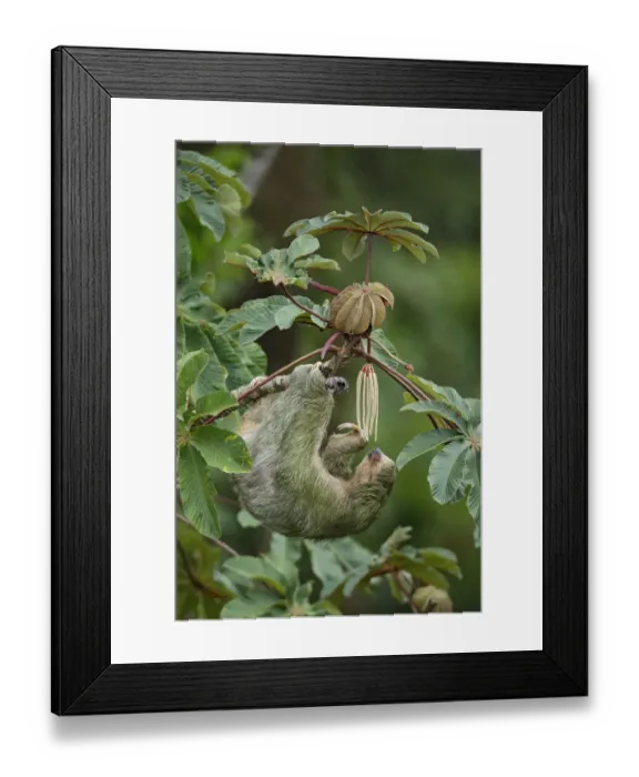Framed Print : Three-toed Sloth (Bradypus variegatus) on cecropia tree Framed Print : Three-toed Sloth (Bradypus variegatus) on cecropia tree