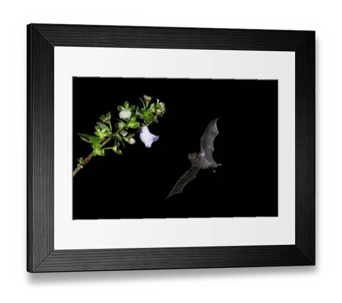 Framed Print : Pallass Long-Tongued Bat (Glossophaga soricina) Framed Print : Pallass Long-Tongued Bat (Glossophaga soricina)