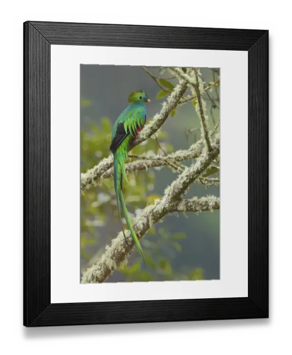 Framed Print : Resplendent Quetzal Framed Print : Resplendent Quetzal