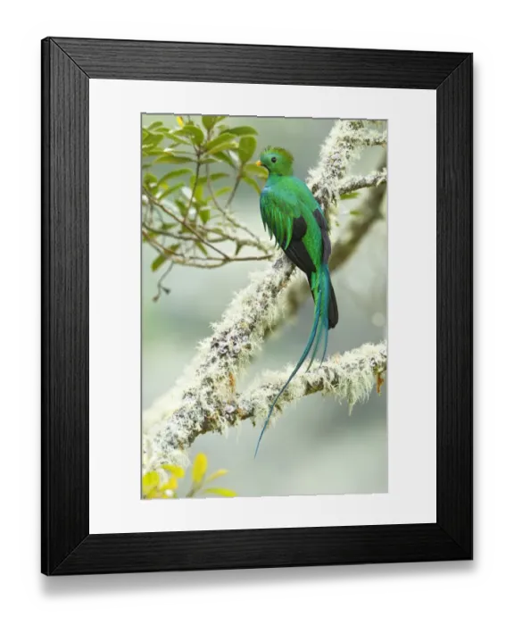 Framed Print : Resplendent Quetzal Framed Print : Resplendent Quetzal