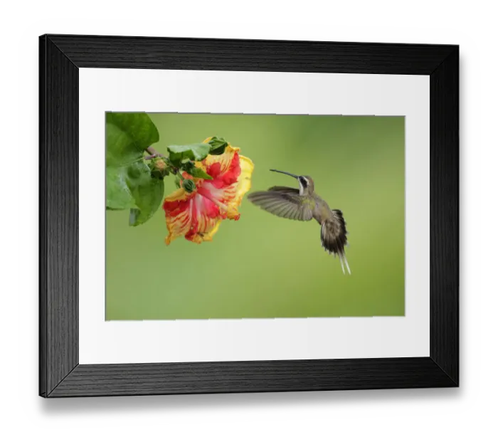 Framed Print : Pale-bellied hermit (Phaethornis anthophilus) Framed Print : Pale-bellied hermit (Phaethornis anthophilus)