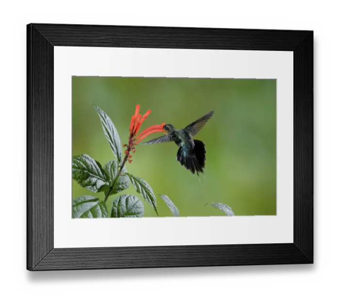 Framed Print : Green Hermit (Phaethornis guy)