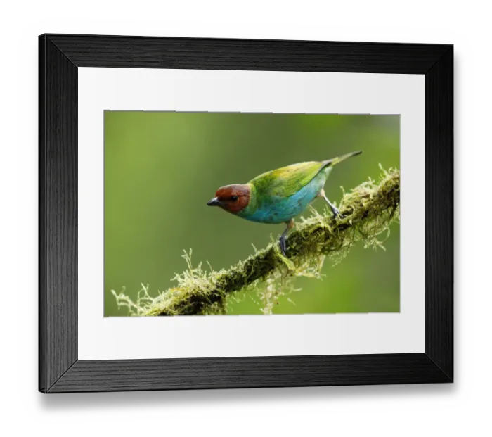 Framed Print : Bay-headed Tanager Framed Print : Bay-headed Tanager