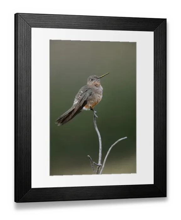 Framed Print : Giant Hummingbird Framed Print : Giant Hummingbird