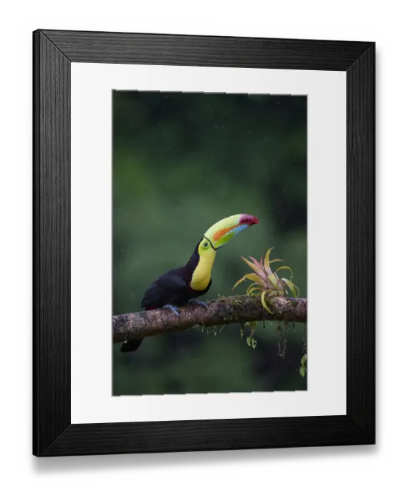 Framed Print : Keel-billed Toucan (Ramphastos sulfuratus) Framed Print : Keel-billed Toucan (Ramphastos sulfuratus)