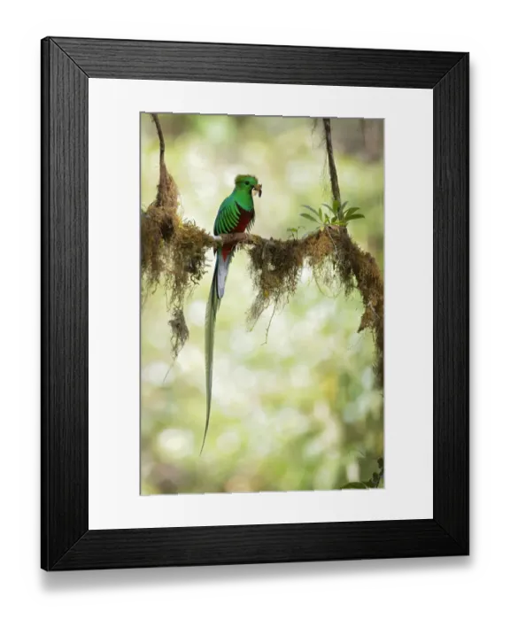 Framed Print : Resplendent Quetzal