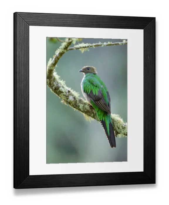Framed Print : Resplendent Quetzal
