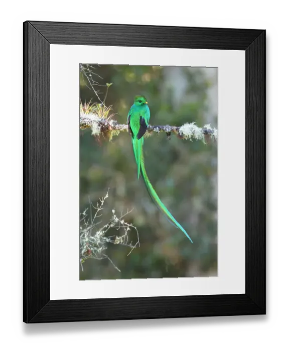 Framed Print : Resplendent Quetzal Framed Print : Resplendent Quetzal