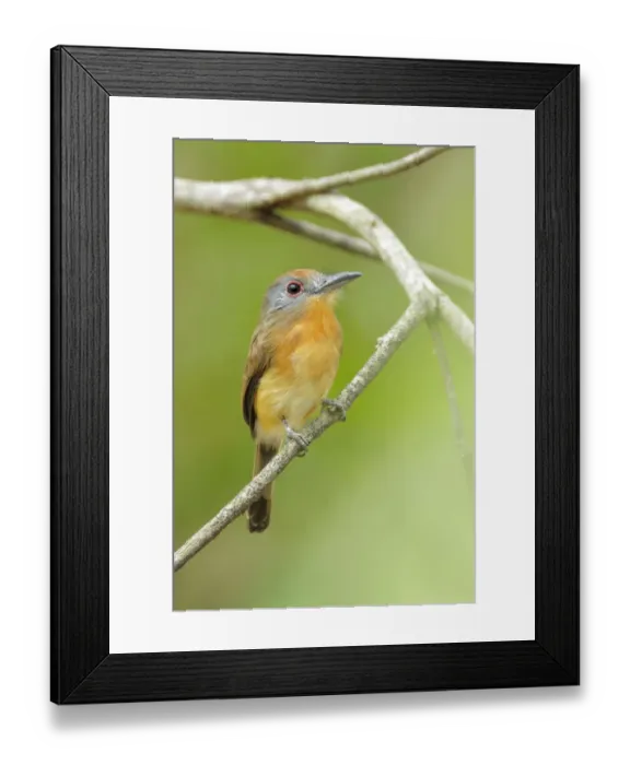 Framed Print : Gray-cheeked Nunlet (Nonnula frontalis) Framed Print : Gray-cheeked Nunlet (Nonnula frontalis)
