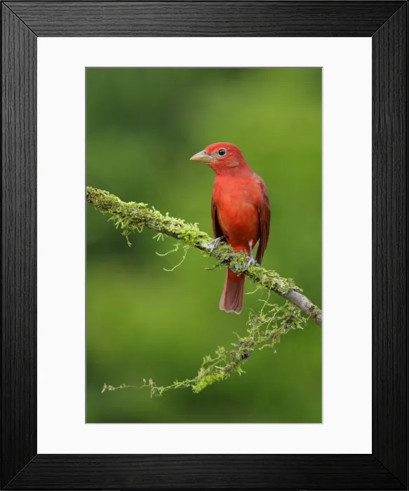 Framed Print : Summer Tanager