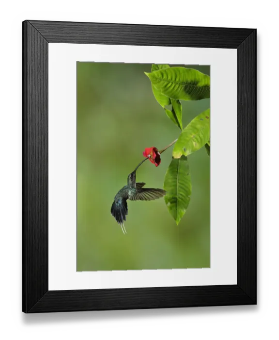 Framed Print : Green Hermit (Phaethornis guy) Framed Print : Green Hermit (Phaethornis guy)