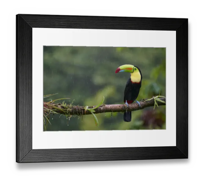 Framed Print : Keel-billed Toucan (Ramphastos sulfuratus)