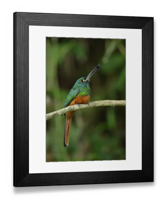Framed Print : Coppery-chested Jacamar Framed Print : Coppery-chested Jacamar