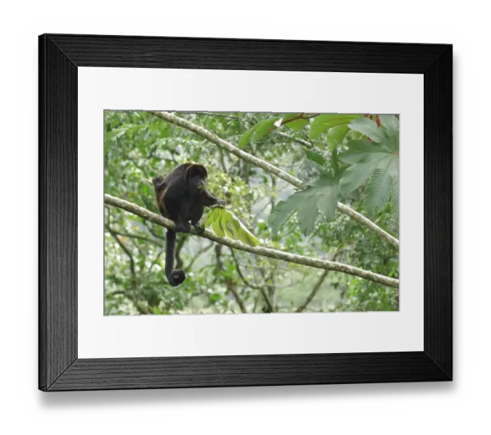 Framed Print : Mantled howler monkey Framed Print : Mantled howler monkey