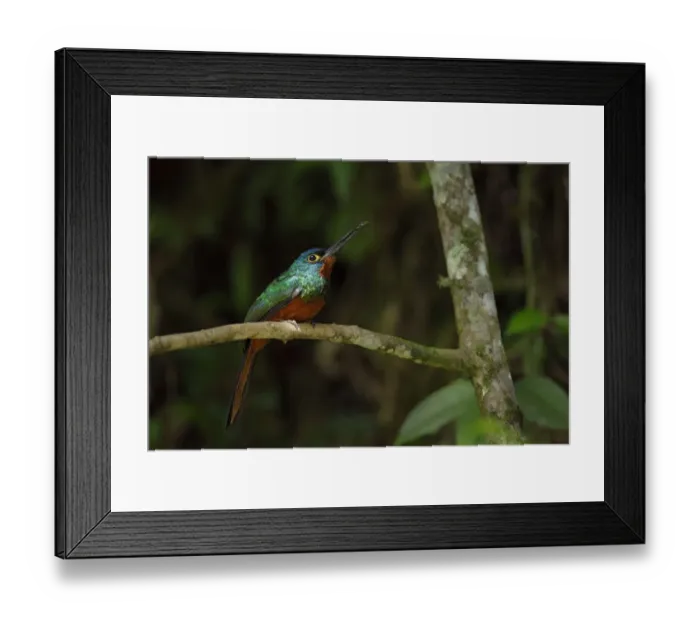 Framed Print : Coppery-chested Jacamar Framed Print : Coppery-chested Jacamar