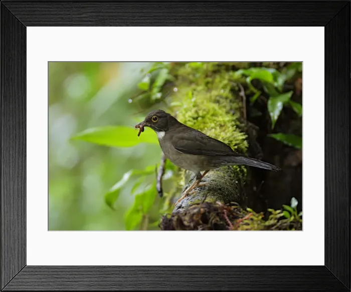 Framed Print : White-throated Thrush Framed Print : White-throated Thrush