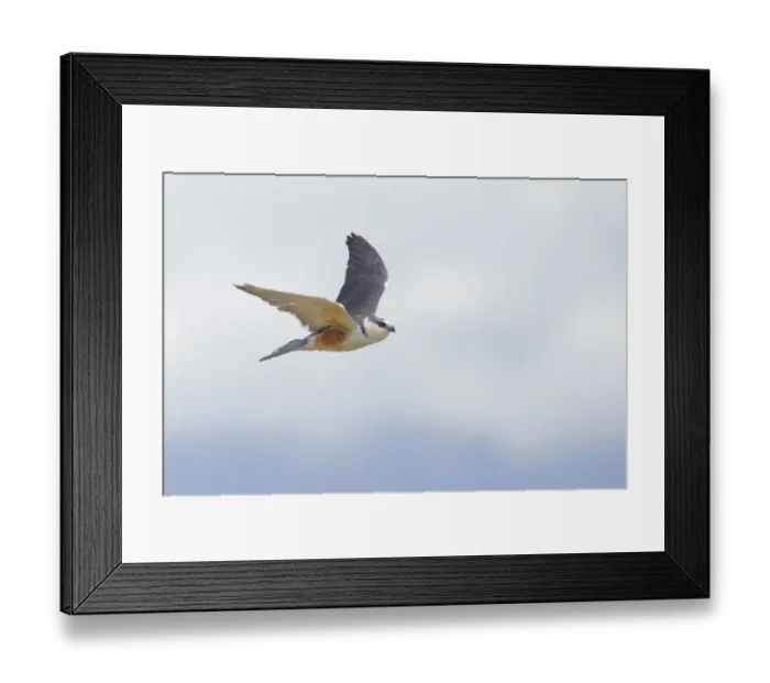 Framed Print : Pearl Kite Framed Print : Pearl Kite