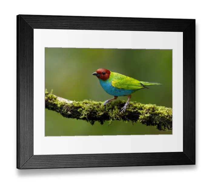 Framed Print : Bay-headed Tanager Framed Print : Bay-headed Tanager