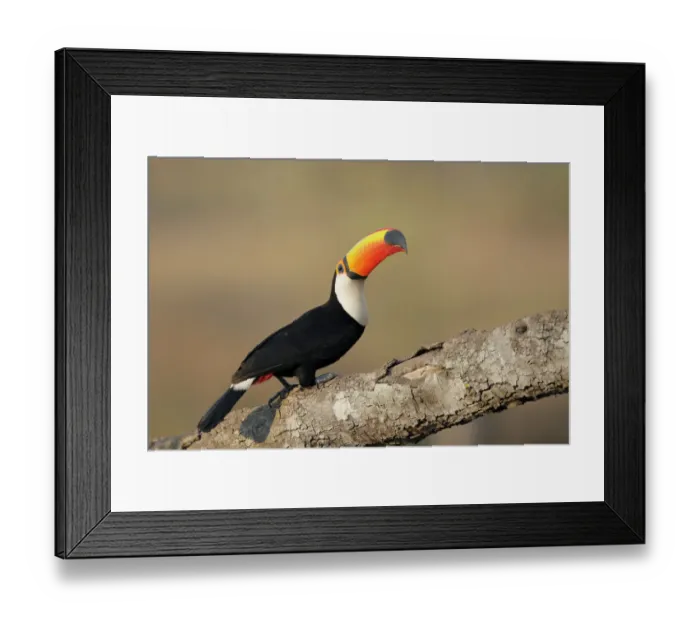 Framed Print : Toco Toucan (Ramphastos toco) Framed Print : Toco Toucan (Ramphastos toco)
