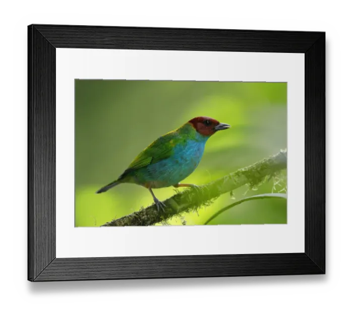 Framed Print : Bay-headed Tanager
