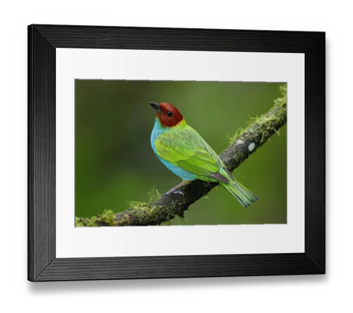 Framed Print : Bay-headed Tanager Framed Print : Bay-headed Tanager
