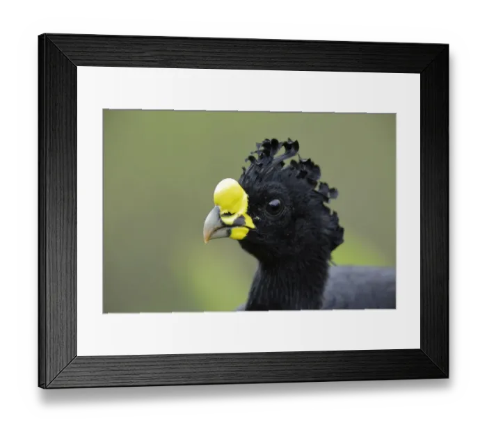 Framed Print : Male Great Curassow (Crax rubra) Framed Print : Male Great Curassow (Crax rubra)