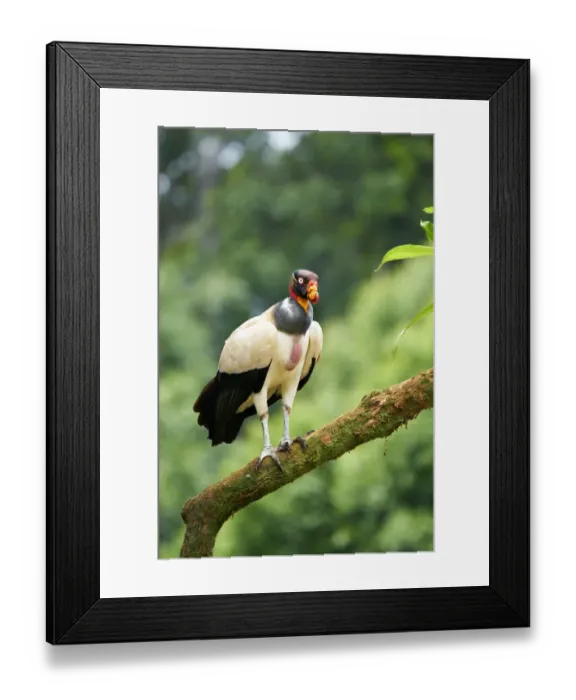 Framed Print : King Vulture