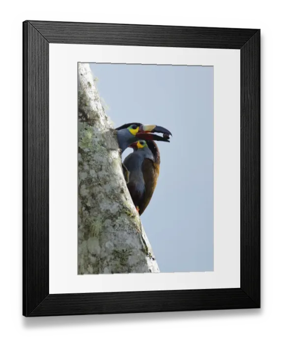 Framed Print : Plate-billed Mountain-toucan (Andigena laminirostris)
