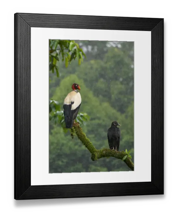 Framed Print : King Vulture Framed Print : King Vulture