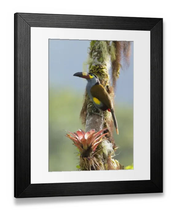 Framed Print : Plate-billed Mountain-toucan (Andigena laminirostris)