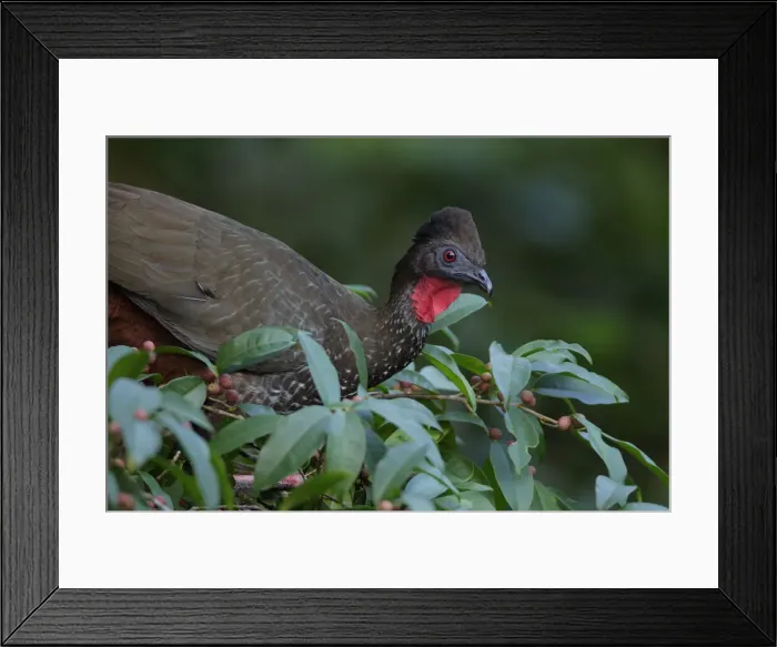 Framed Print : Crested Guan Framed Print : Crested Guan