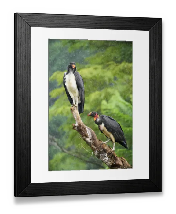 Framed Print : King Vulture Framed Print : King Vulture
