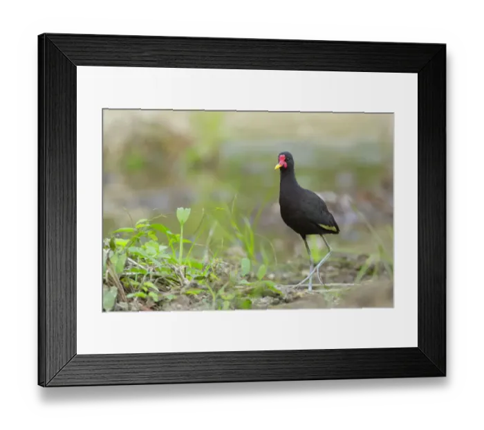 Framed Print : Wattled Jacana (Jacana jacana) foraging Framed Print : Wattled Jacana (Jacana jacana) foraging