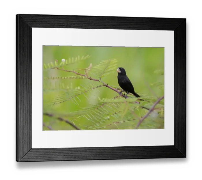 Framed Print : Nicaraguan Seed-Finch
