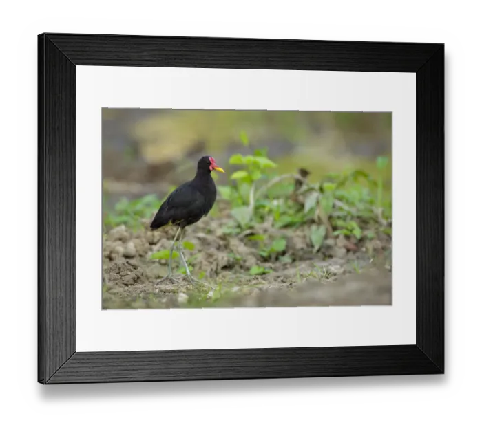 Framed Print : Wattled Jacana (Jacana jacana) foraging Framed Print : Wattled Jacana (Jacana jacana) foraging