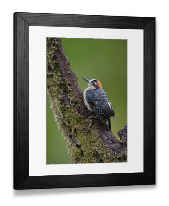 Framed Print : Black-cheeked Woodpecker Framed Print : Black-cheeked Woodpecker