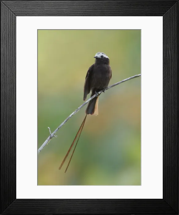 Framed Print : Long-tailed Tyrant