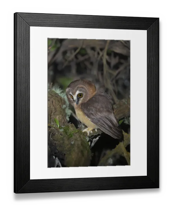 Framed Print : Unspotted Saw-whet Owl Framed Print : Unspotted Saw-whet Owl
