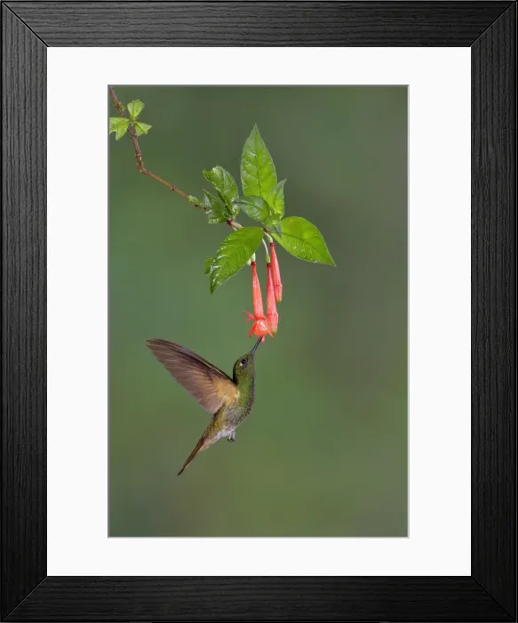 Framed Print : Buff-tailed Coronet Framed Print : Buff-tailed Coronet