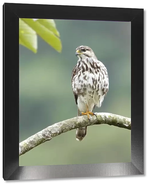 Gray Hawk (Buteo plagiatus) juvenile, Costa Rica